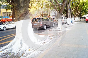 Sidewalk tree roots were painted white lime, safe over winter