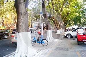 Sidewalk tree roots were painted white lime, safe over winter