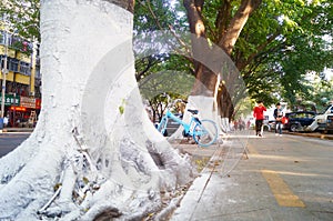 Sidewalk tree roots were painted white lime, safe over winter