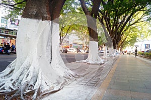 Sidewalk tree roots were painted white lime, safe over winter