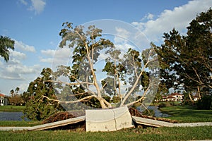 Sidewalk and trees are ripped up from Hurricane winds.