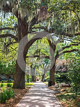 Sidewalk Under Oaks