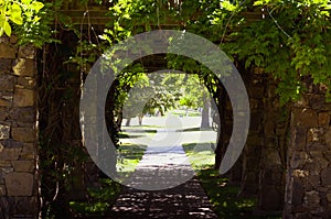 Sidewalk under pergola covered in vines