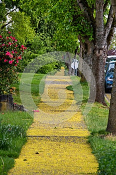 Sidewalks covered in fallen maple flowers.