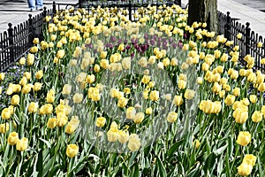 SidewalkTulip Garden #2