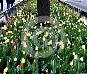 SidewalkTulip Garden #3 photo