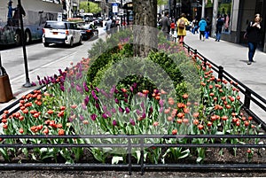 SidewalkTulip Garden  1