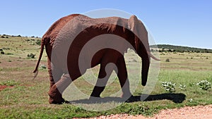 Sideway tracking of single African elephant walking in grass. Majestic thick skinned mammal in meadow. Safari park