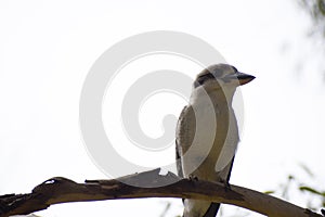 Sideways glance kookaburra