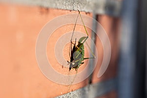 A sideways portrait of a green speckled bush cricket or leptophyes punctatissima grashopper sitting on a red brick wall in the sun
