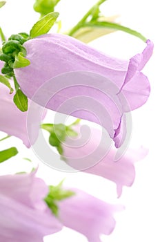 Sideways purple bell flower