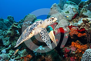 Sideways shot of Hawksbill turtle showing its bill-like profile.