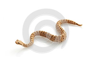 Sidewinder