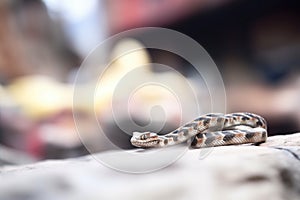 sidewinder in focus with blurred rock background