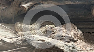 Sidewinder Rattle Snake