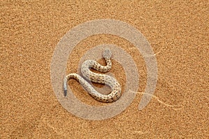 Sidewinder rattle Snake Moving photo