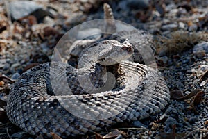 Sidewinder rattlesnake in California.