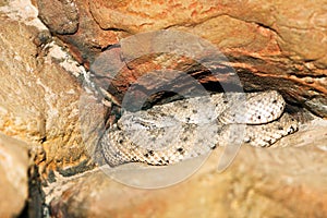 Sidewinder rattlesnake Crotalus cerastes