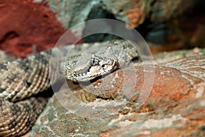 Sidewinder rattlesnake Crotalus cerastes