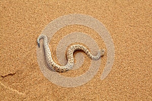 Sidewinder Snake moving