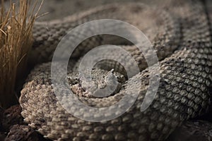 Sidewinder viper lurking in the shadows