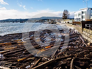 Sidney BC shore with driftwood after the windstorm photo
