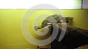 Siebenrock`s snake-necked turtle, chelodina siebenrocki. 4k footage.