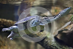 Siebenrock's snake-necked turtle (Chelodina siebenrocki).