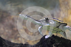 Siebenrock snake-necked turtle