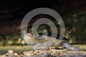 Siebenrock snake-necked turtle