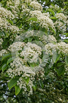 Siebold’s arrowwood Viburnum sieboldii, creamy-white flowers in flat-topped cymes