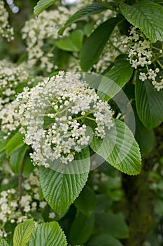 Siebold’s arrowwood Viburnum sieboldii, cyme of cream-white flowers