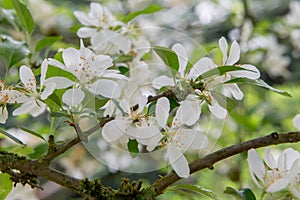 Siebold`s crabapple Malus toringo var. sargentii, close-up white flowers