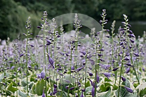 Siebold`s plantain lily Hosta sieboldii Ginko Craig, flowering plants