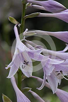 Siebold`s plantain lily Hosta sieboldii, inflorescence in close-up