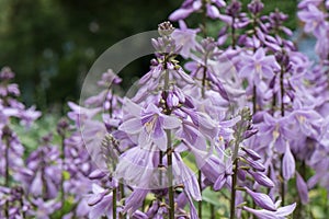 Siebold`s plantain lily Hosta sieboldii, lavender-coloured inflorescence