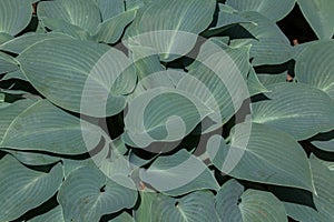 Siebold's hosta (Hosta sieboldiana).