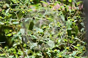 Siegesbeckia pubescens flowers in the backyard photo