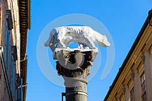 Sienese She-Wolf in Via Pantaneto in Siena, Italy