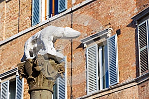 Sienese She-Wolf in Via Pantaneto in Siena, Italy