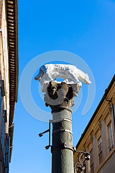 Sienese She-Wolf in Via Pantaneto in Siena, Italy