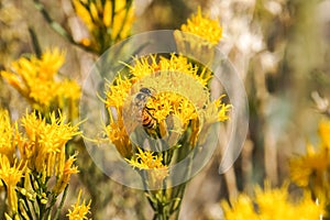 Sierra Butterweed Senecio Scorzonella wildflowers, Eastern Sierra Mountains, California