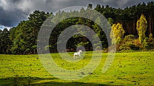 Sierra de Gredos, province of Avila, Castile Leon