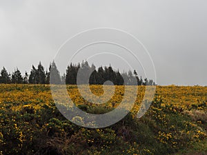 Sierra del Careon in spring, toques, melide, galicia, spain, europe