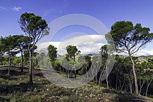 Sierra Espuna, a green oasis in southern Spain, Murcia photo