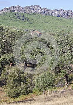 Sierra Fria granitic hills, Extremadura, Spain