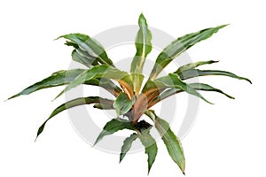 Sierra Leone Lily
