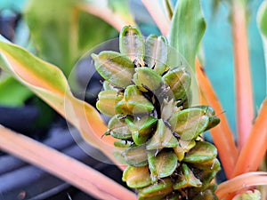 sierra leone lily or Chlorophytum orchidastrum or fire flash