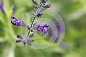 Sierra Madre sage, Salvia coahuilensis photo