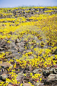 Sierra Mock Stonecrop (Sedella pumila) blooming on the basalt rock of North Table Mountain Ecological Reserve, Oroville,